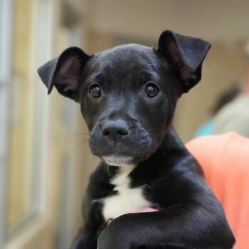 Feist Dogs Available for Adoption in Aiken, South Carolina - Lahanna 6305 | PetCurious