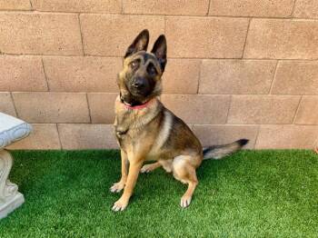 Rescue Belgian Shepherd Malinois Dogs for Adoption in San Marcos, California - URGENT! SAVE ME PLEASE Skye - ID#A546546 | PetCurious