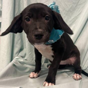 Mixed Breed Dogs Available for Adoption in Canal Winchester, Ohio - Georgia | PetCurious