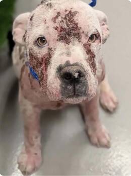 Blossom -  Pit Bull Terrier Dog for Adoption in Larkfield-wikiup, California - Blossom | PetCurious