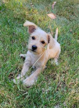 Oink The Happy Pup -  Miniature Poodle and Cairn Terrier Dog for Adoption in Olympia, Washington - Oink The Happy Pup | PetCurious