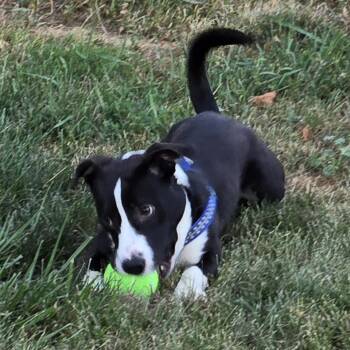 PD Pablo -  Dachshund and Mixed Breed Dog for Adoption in Lyndhurst, Virginia - PD Pablo | PetCurious