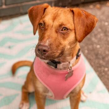 Beagle and Labrador Retriever Dogs Available for Adoption - MAGGIE | PetCurious