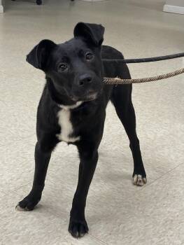 Labrador Retriever Dogs Available for Adoption - Rosy | PetCurious