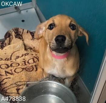 Hound and Mixed Breed Dogs Available for Adoption in Oklahoma City, Oklahoma - A473838 | PetCurious