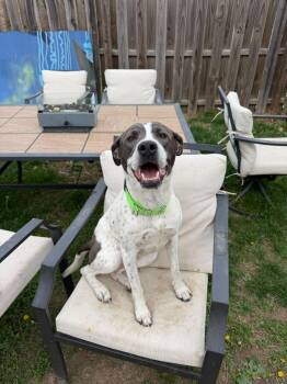 Pit Bull Terrier and Mixed Breed Dogs Available for Adoption - Sprinkles | PetCurious