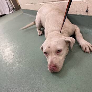 Rescue Mixed Breed Dogs for Adoption in Memphis, Tennessee - Heather | PetCurious