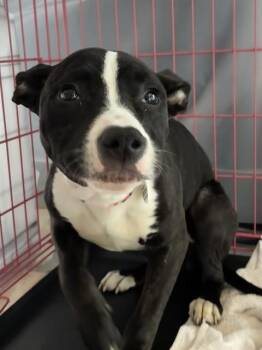 VIXEY -  Pit Bull Terrier Dog for Adoption - VIXEY | PetCurious