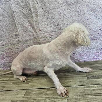 Go Daddy -  Bichon Frise Dog for Adoption in Normal, Illinois - Go Daddy | PetCurious