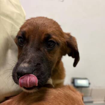 Mixed Breed Dogs Available for Adoption - Papas Scooperia | PetCurious