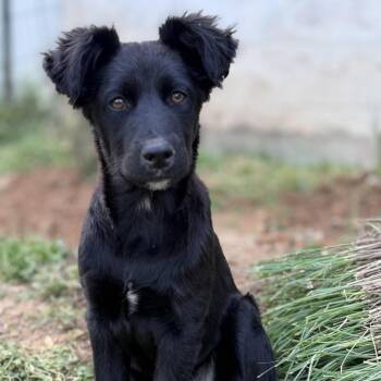 Husky and Beagle Dogs Available for Adoption in Pinson, Tennessee - Zena | PetCurious