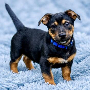Chihuahua and Dachshund Dogs Available for Adoption in Bethel, Connecticut - Arlo | PetCurious