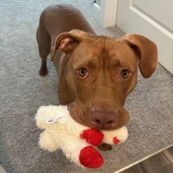 Rescue Pit Bull Terrier Dogs for Adoption in Philadelphia, Pennsylvania - Mabel | PetCurious