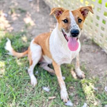 Macie -  Australian Cattle Dog Blue Heeler Dog for Adoption in Gulfport, Mississippi - Macie | PetCurious