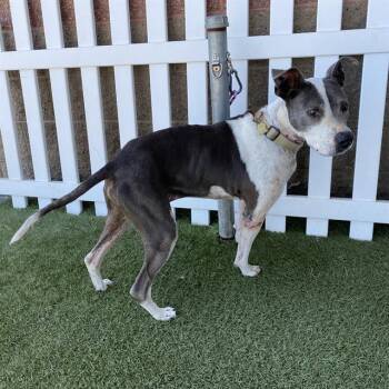 TYSON -  Pit Bull Terrier and Mixed Breed Dog for Adoption in Modesto, California - TYSON | PetCurious