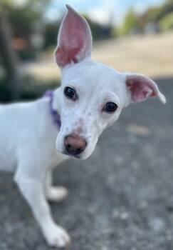 Mary Lou -  Chihuahua and Dachshund Dog for Adoption in Portland, Oregon - Mary Lou | PetCurious