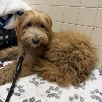 Skipper -  Golden Retriever and Miniature Poodle Dog for Adoption in Camden, Delaware - Skipper | PetCurious