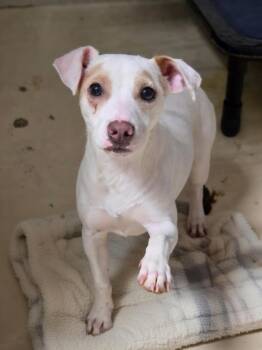 Casper -  Chihuahua and Jack Russell Terrier Dog for Adoption in Dandridge, Tennessee - Casper | PetCurious