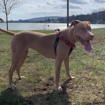 Terrier Dogs Available for Adoption in Syracuse, New York - Priya | PetCurious