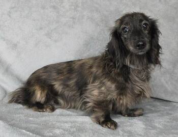 Gaeta -  Dachshund and Miniature Dachshund Dog for Adoption in New York, New York - Gaeta | PetCurious