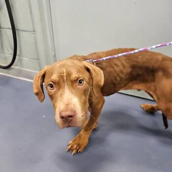 Michigan River -  Mixed Breed Dog for Adoption in Greensboro, North Carolina - Michigan River | PetCurious