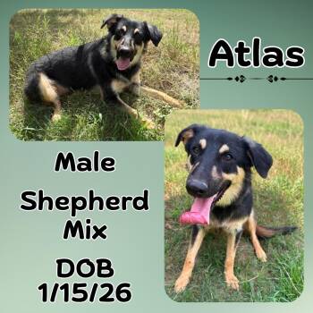 Atlas -  German Shepherd Dog Dog for Adoption in Caldwell, Texas - Atlas | PetCurious