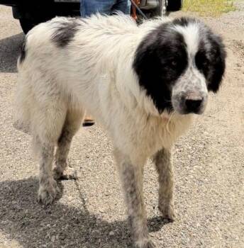 Hale -  Great Pyrenees Dog Available for Adoption in Louisville, Illinois - Hale | PetCurious