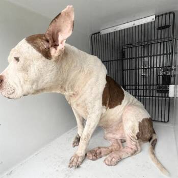 A657942 -  Pit Bull Terrier Dog for Adoption in Houston, Texas - A657942 | PetCurious