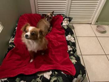 Chihuahua Dogs Available for Adoption - Lainey And Tillie | PetCurious