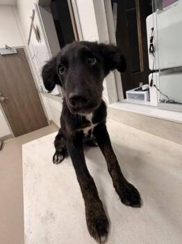 SEPTEMBER -  German Shepherd Dog and Mixed Breed Dog for Adoption in Baytown, Texas - SEPTEMBER | PetCurious
