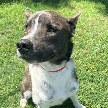 Pete -  Terrier and Mixed Breed Dog for Adoption in Riverwoods, Illinois - Pete | PetCurious