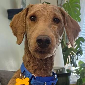 Walter -  Miniature Poodle Dog for Adoption in Painesville, Ohio - Walter | PetCurious