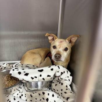 Rescue Chihuahua Dogs for Adoption in Northbrook, Illinois - Bixby | PetCurious