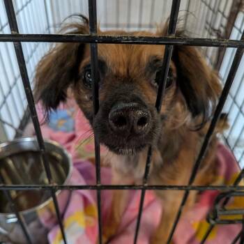 Leonard -  Mixed Breed Dog for Adoption in Leander, Texas - Leonard | PetCurious