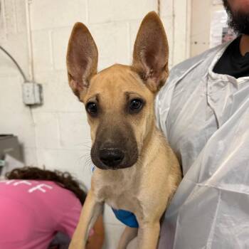 Lylla -  Shepherd and Mixed Breed Dog for Adoption in Edinburg, Texas - Lylla | PetCurious