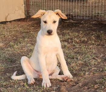 Rescue Labrador Retriever Dogs for Adoption in Longview, Texas - Alec | PetCurious