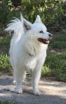 Snowy -  Pomsky Dog for Adoption in Coatesville, Pennsylvania - Snowy | PetCurious