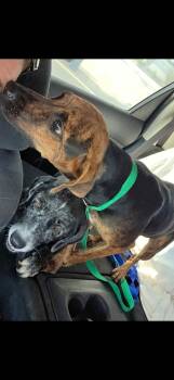 Rescue Mountain Cur Dogs for Adoption in Bronson, Texas - Cindy | PetCurious