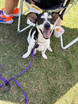 Terrier Dogs Available for Adoption in West Palm Beach, Florida - Hopper | PetCurious