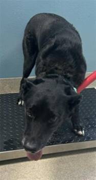 Labrador Retriever and Mixed Breed Dogs Available for Adoption in Newton, North Carolina - RICO | PetCurious