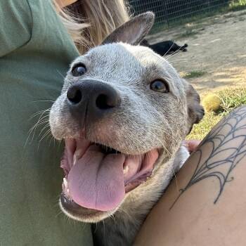 Monkey -  Mixed Breed Dog for Adoption in West Point, Mississippi - Monkey | PetCurious