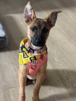 German Shepherd Dog and Pit Bull Terrier Dogs Available for Adoption in Detroit, Michigan - Socks | PetCurious