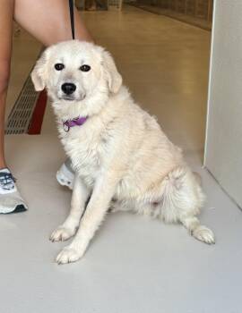 Great Pyrenees Dogs Available for Adoption in Chicago, Illinois - Mitts | PetCurious