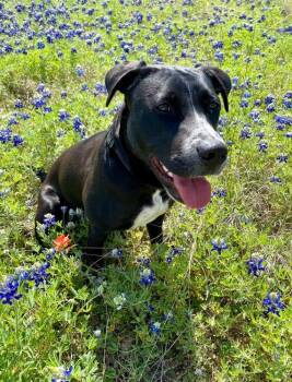 Rescue Labrador Retriever and Mixed Breed Dogs for Adoption in San Antonio, Texas - Wynona | PetCurious