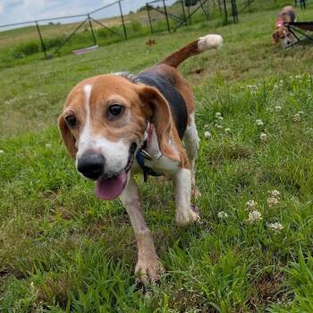 Mocchi -  Beagle Dog Available for Adoption in Nowata, Oklahoma - Mocchi | PetCurious
