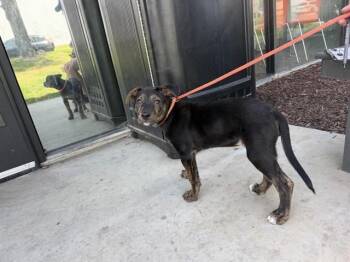 German Shepherd Dog and Mixed Breed Dogs Available for Adoption in Ontario, California - TAWNY | PetCurious