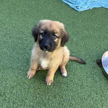 Shepherd and Mixed Breed Dogs Available for Adoption - Clover 3942 | PetCurious