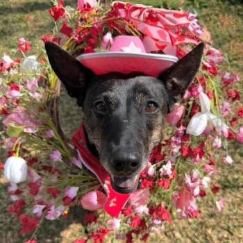 Shepherd and Australian Shepherd Dogs Available for Adoption - Rosemary Is A Pint Sized Pal | PetCurious