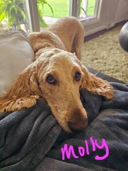 Golden Retriever and Standard Poodle Dogs Available for Adoption in Mattoon, Illinois - Mac | PetCurious