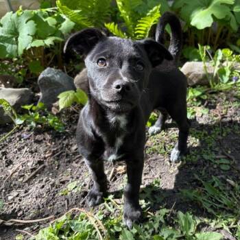 Chihuahua and Mixed Breed Dogs Available for Adoption in Chaska, Minnesota - Lulu | PetCurious